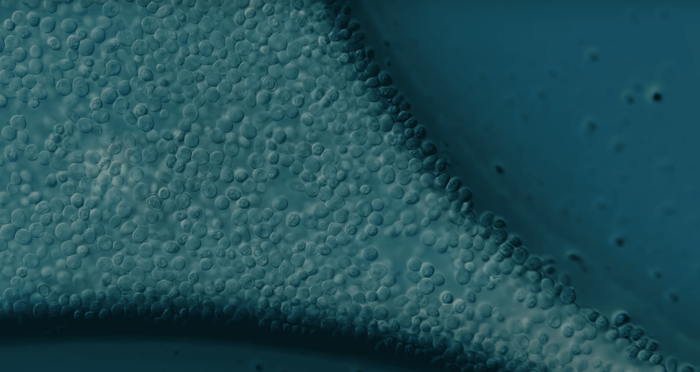 Glycolipid biosurfactants - nature's cleaning molecules for sustainable applications