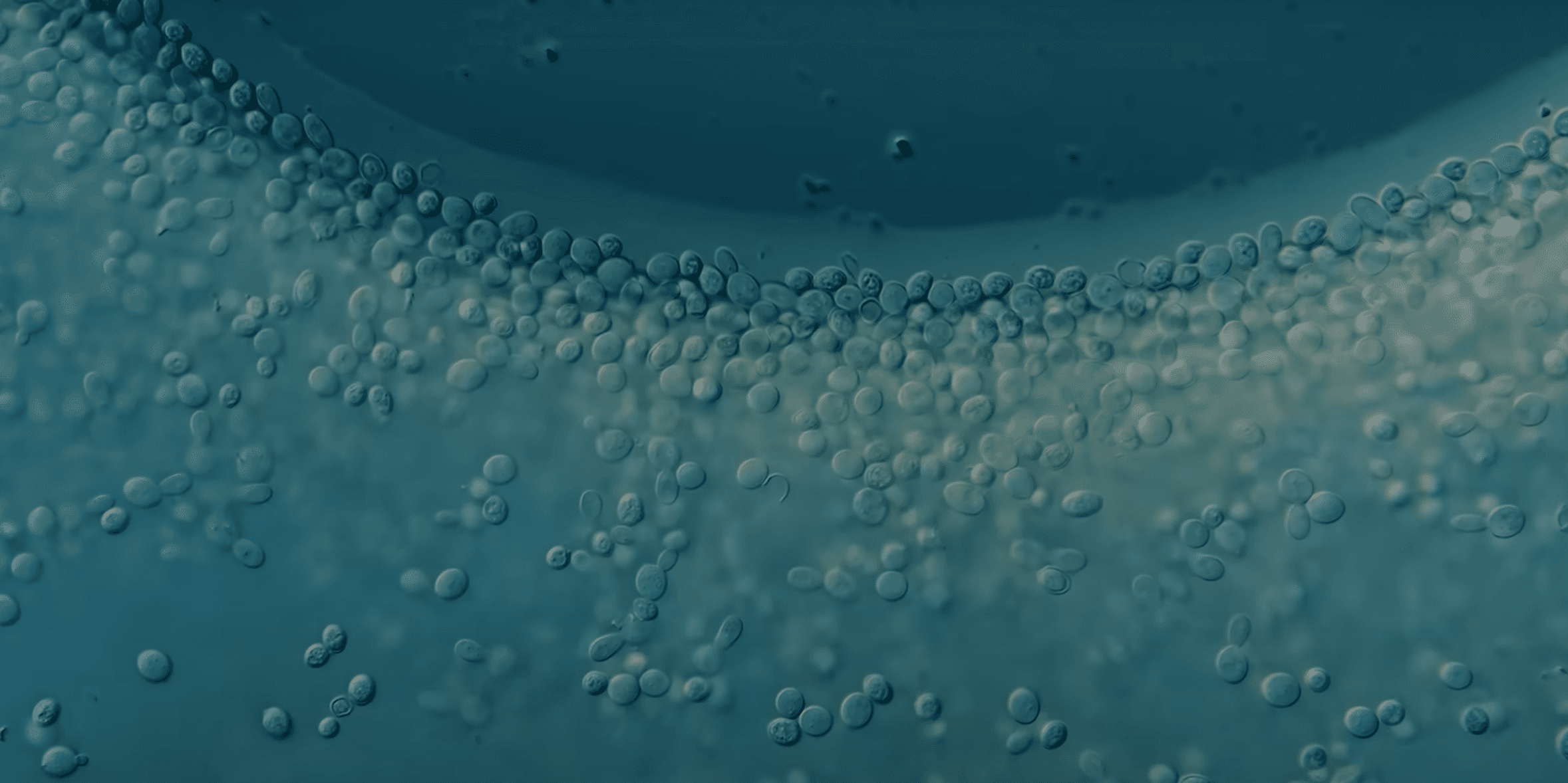 Premium biosurfactant products and cosmetic formulations showcasing product portfolio