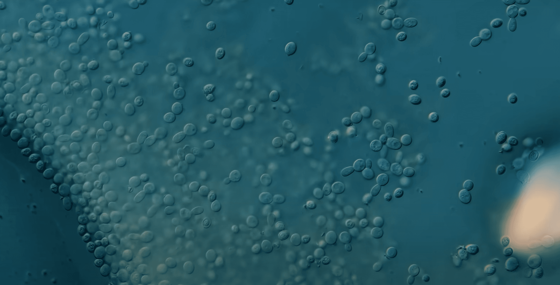 Professional team collaboration and partnership opportunities in biotech laboratory setting