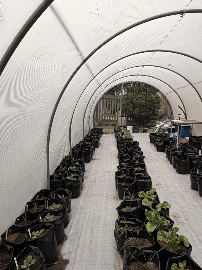 Our RegenZ trial in the greenhouse with SoilScopes